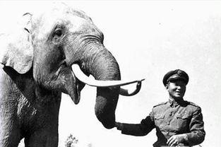 大象林旺之一炮成名