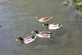 四只小野鸭,“四只小野鸭的奇幻冒险之旅”